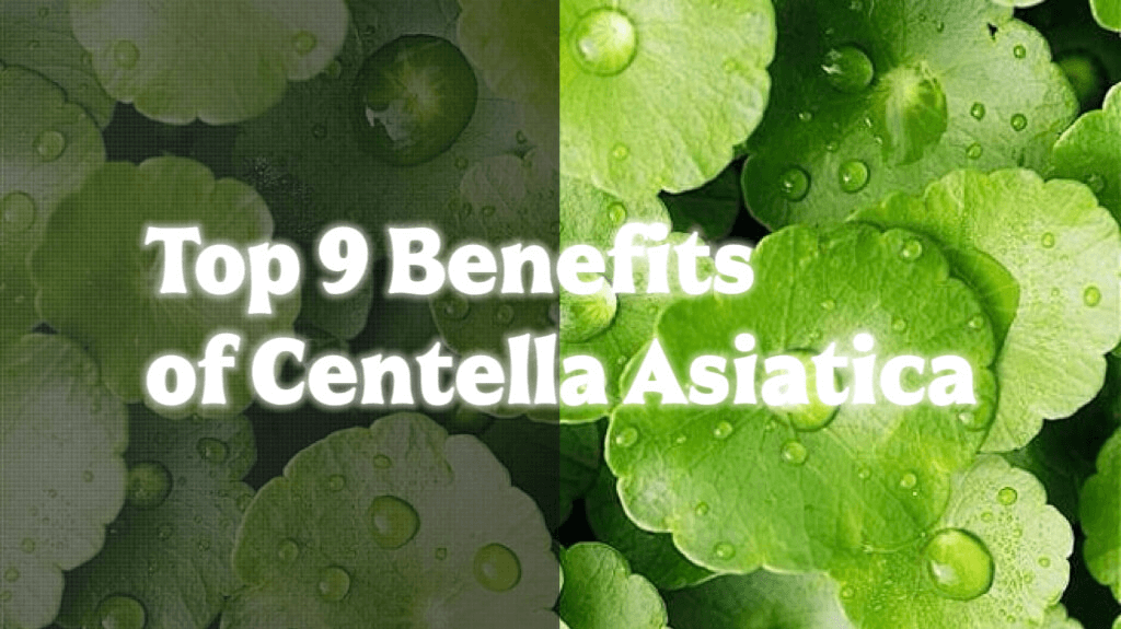 Top 9 Benefits of Centella Asiatica